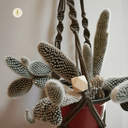 Khaki Macrame Planter